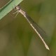 Sympecma paedisca female-